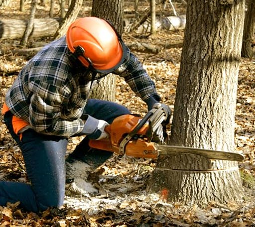 Tree Removal in Kinzers, PA